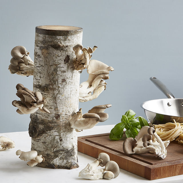 Mushroom-growing kit